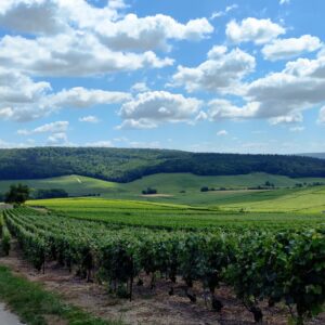 Приватний день у Шампані