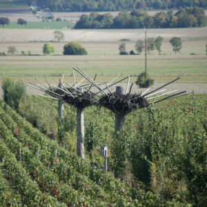Досвід відкриття Шампані